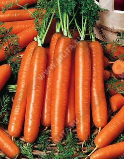 Морковь Бессердцевидная гранулы Аэлита