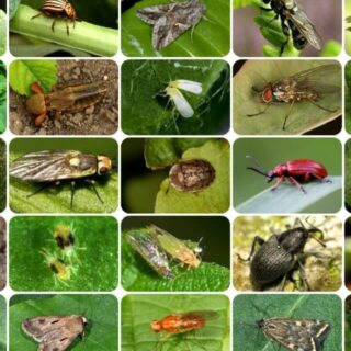 От вредителей и насекомых