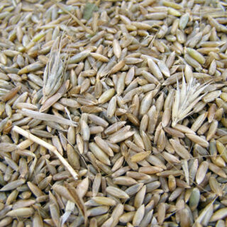Пшеница (1кг)