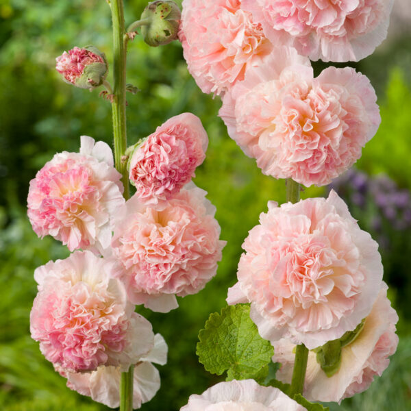 Шток-роза Лососево-розовая Поиск