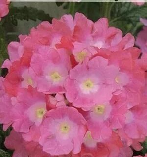 Вербена Розовый нектари Аэлита
